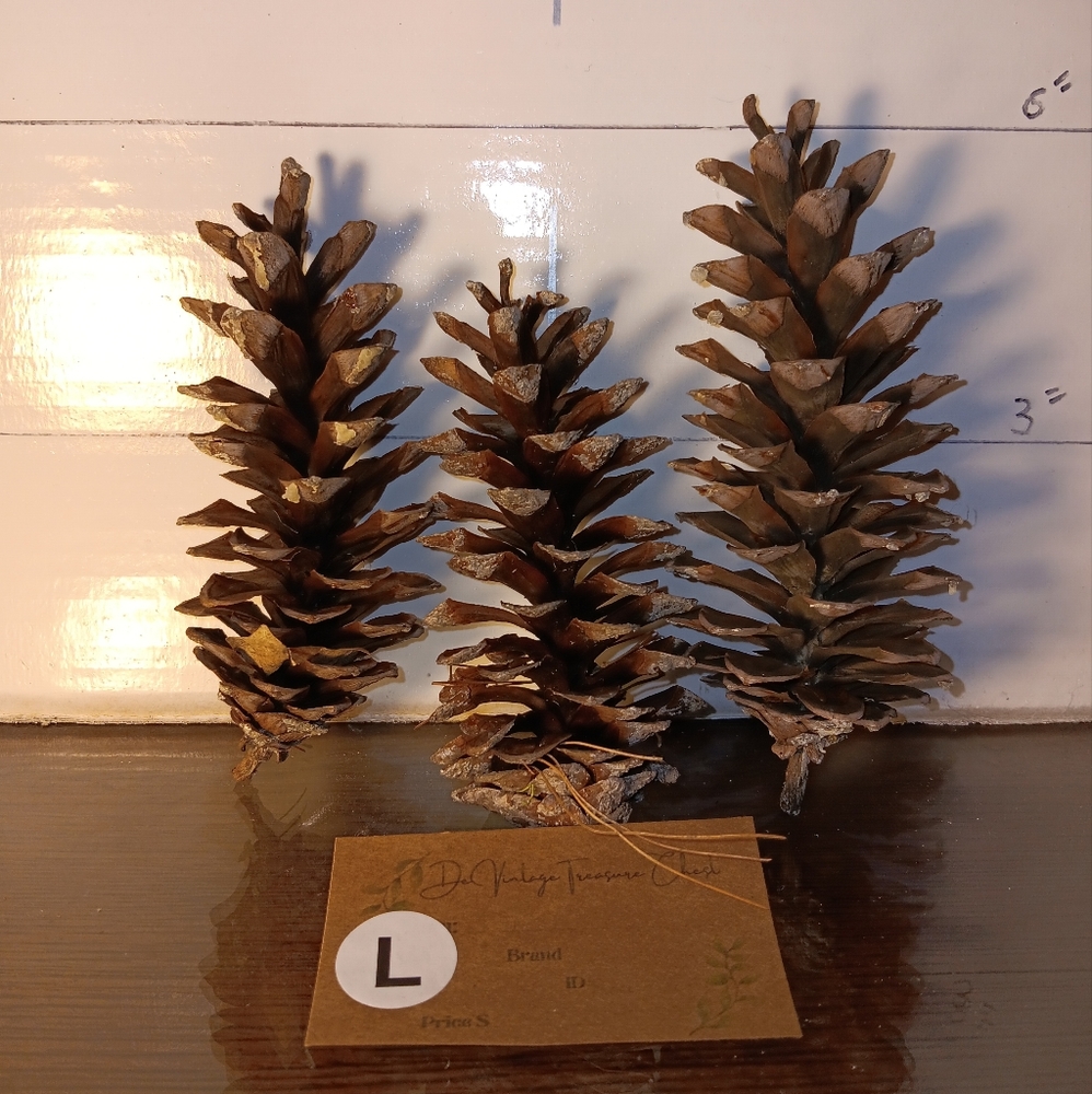 large white tip Pinecones.1 gal.Bag full